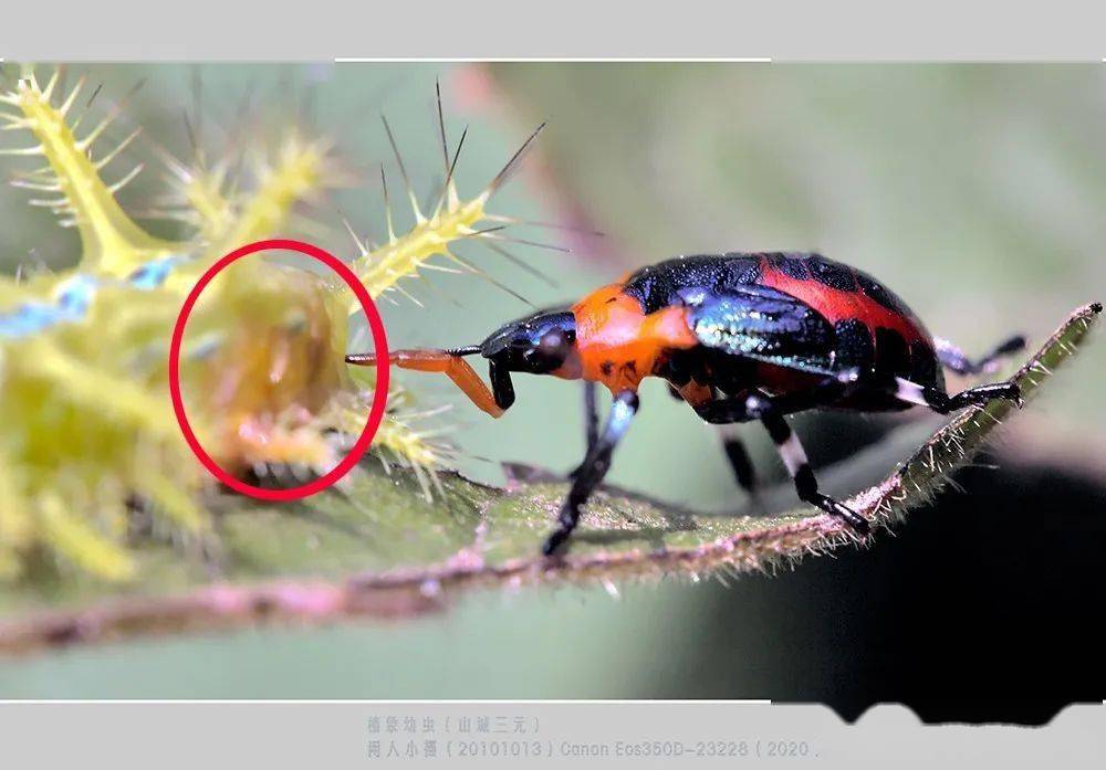 洋辣子,刺蛾的幼虫,幼虫体色鲜艳带毒刺,羽化后的成蛾却无毒