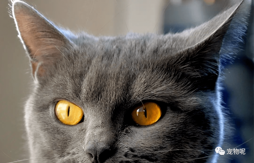 卡尔特猫非常的容易亲近,它感情丰富,对主人忠心!