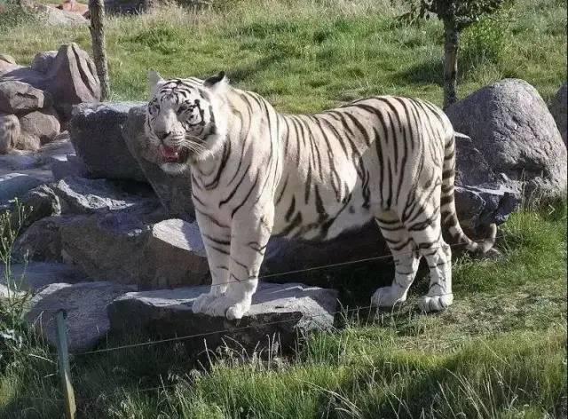 特價38元新疆天山野生動物園看美景識動物拍美照閒來小鎮一日親子游