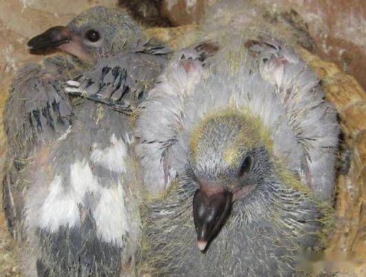 幼鸽发育异常的具体表现,原因及调整办法_鸽子