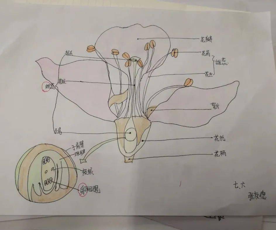 趣味实验教学,悦享生物课堂——青岛第五十七中学悦动生物课堂纪实