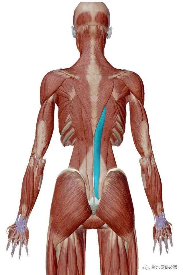 竖脊肌酸胀图片