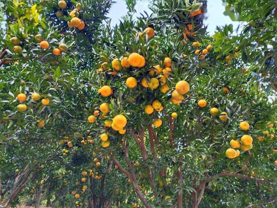 产业发展百日冲刺进行时白沙镇满山金黄芦柑喜获丰收