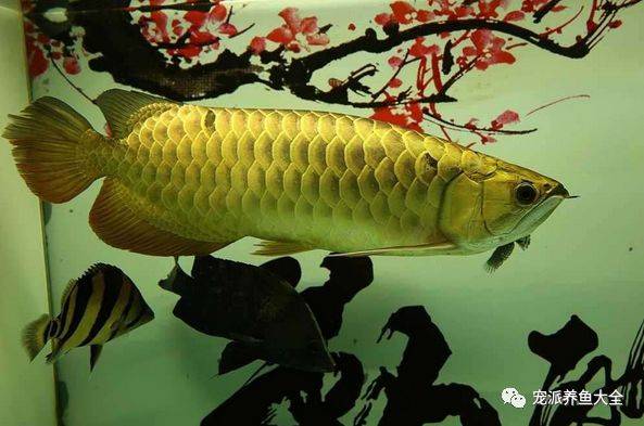 全金盔大金头鱼友的这条龙鱼帅爆了