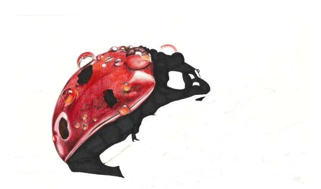 彩铅昆虫写生画个巨型瓢虫昆虫彩铅画教程