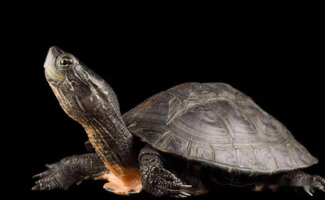 黑颈乌龟600万一只图片