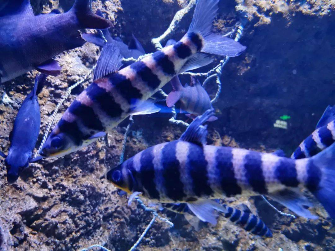 黑九间,九间鲨,带纹鱼,兔子鱼,黑带鱼别称:美国九间,拉丁学名:lepori