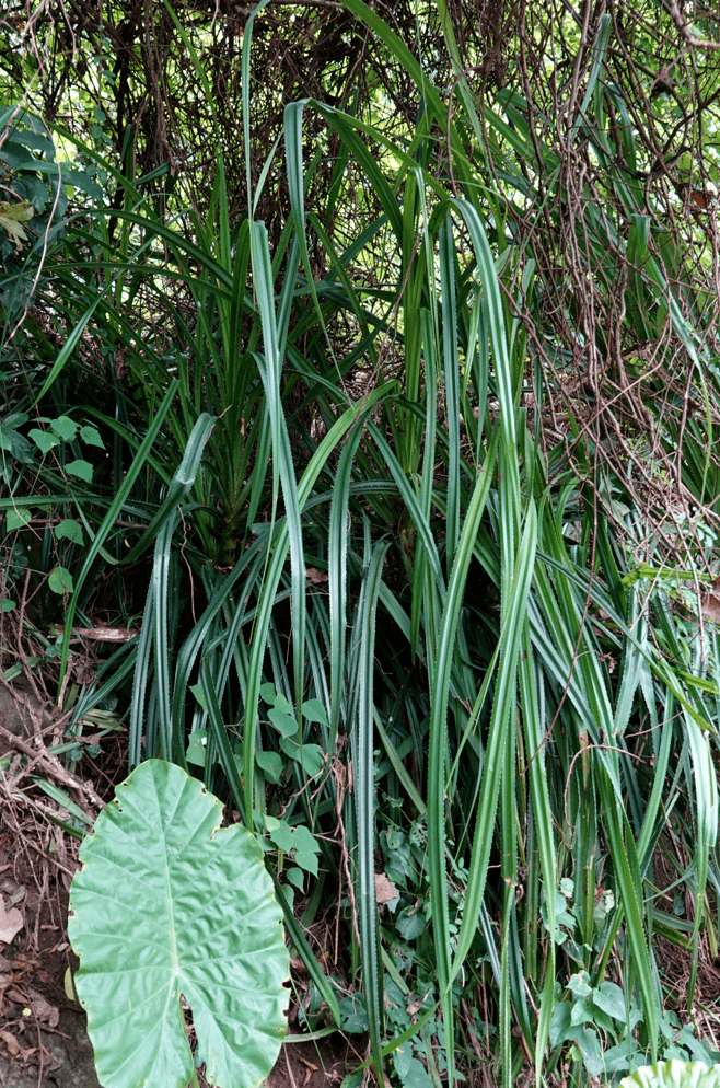 露兜树 ( pandanus tectorius sol. )露 兜