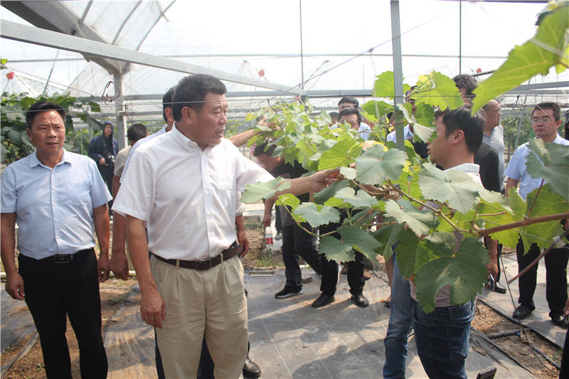 武川英才陶建敏助农种出好葡萄打造南方吐鲁番