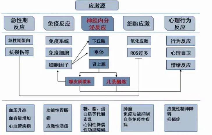 应激是在应激源的作用下出现急性期应激反应,免疫反应,神经内分泌反应