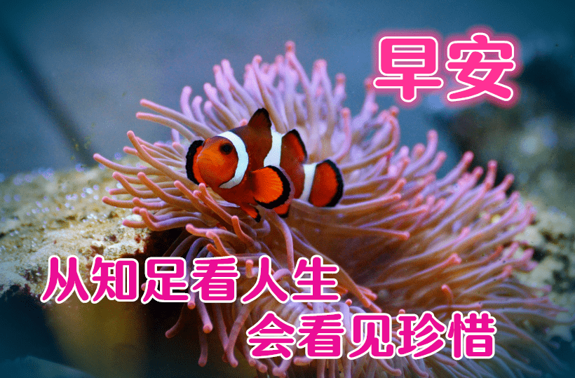 早上好问候美图早安问候语句