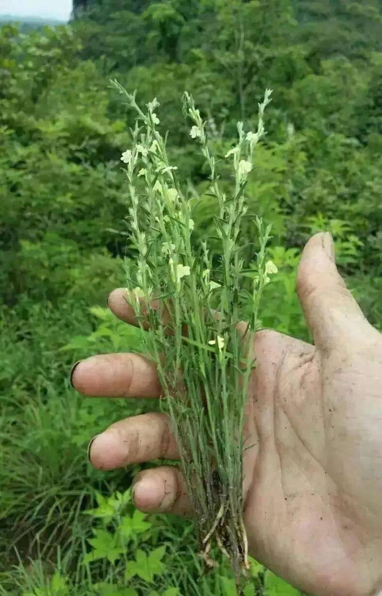 南沙隨處可見的雜草!據說比冬蟲夏草管用?_功效