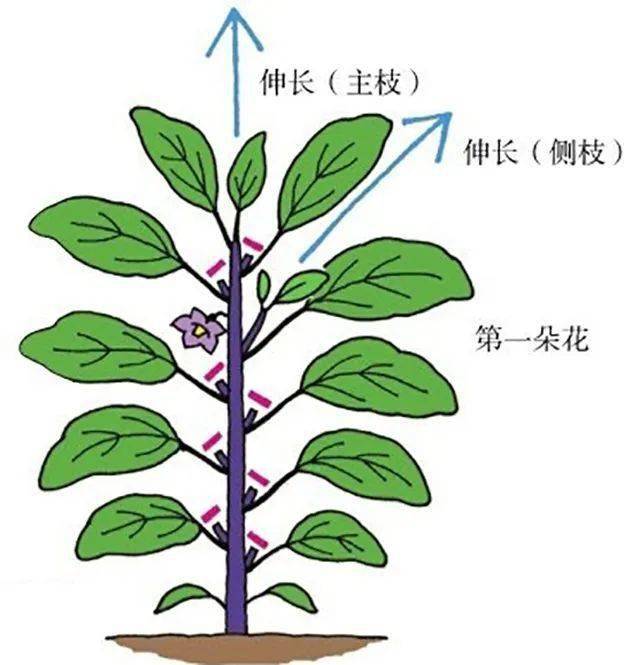 双枝整枝后的茄子植株2摘除腋芽后的植株