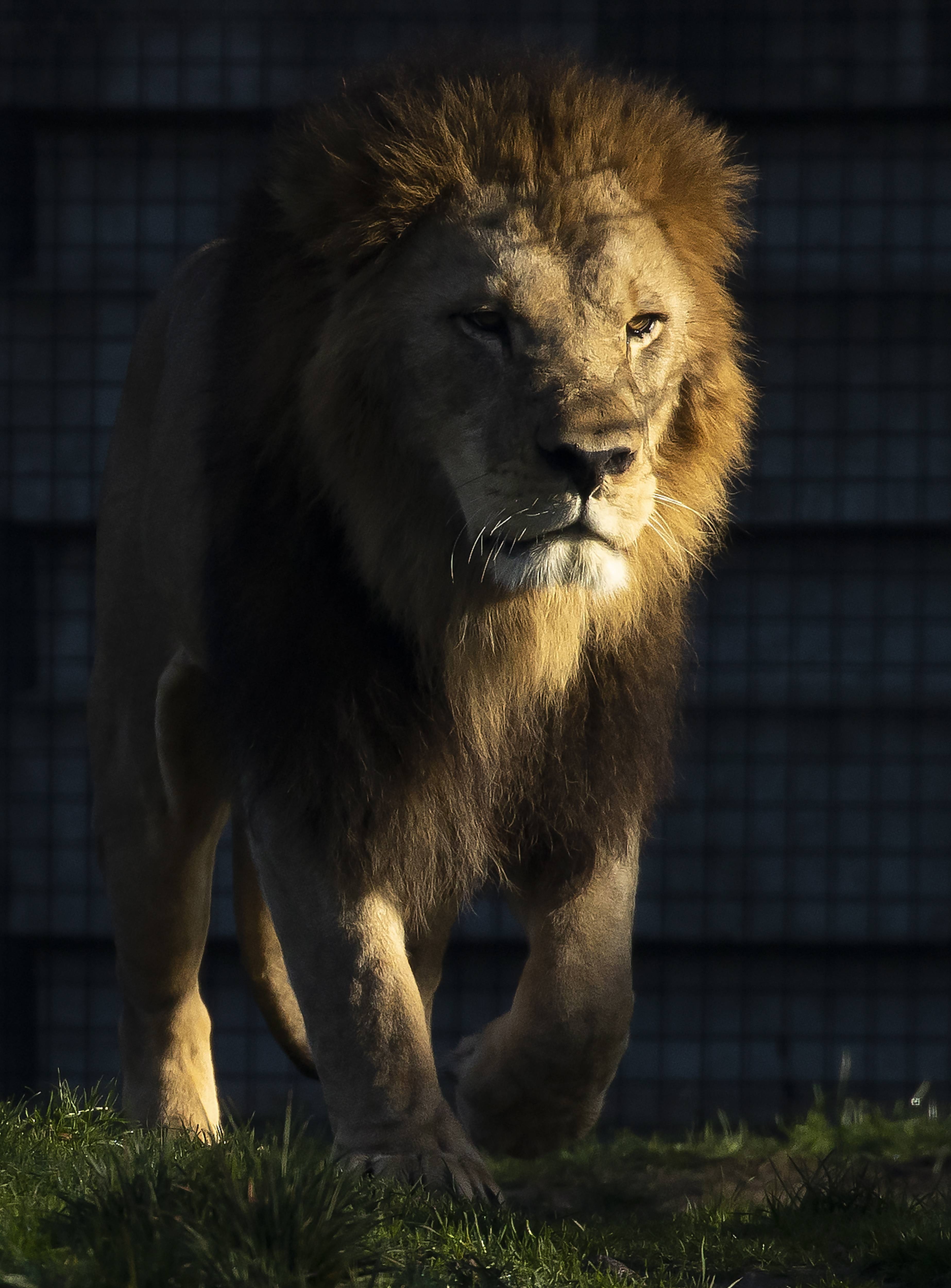巴巴里狮子图片