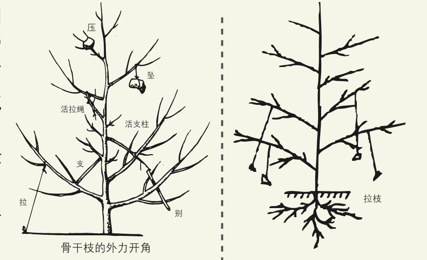 果树拉枝方法过程图片