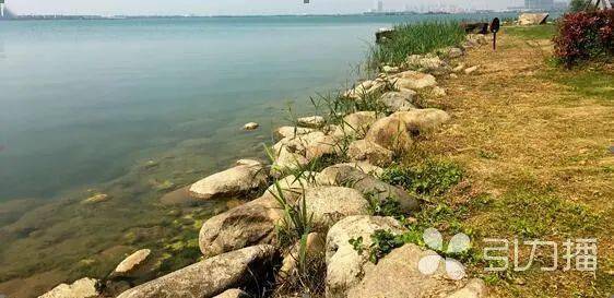 塑造苏州湖滨新典范盛泽湖水质突出达到ii类水标准