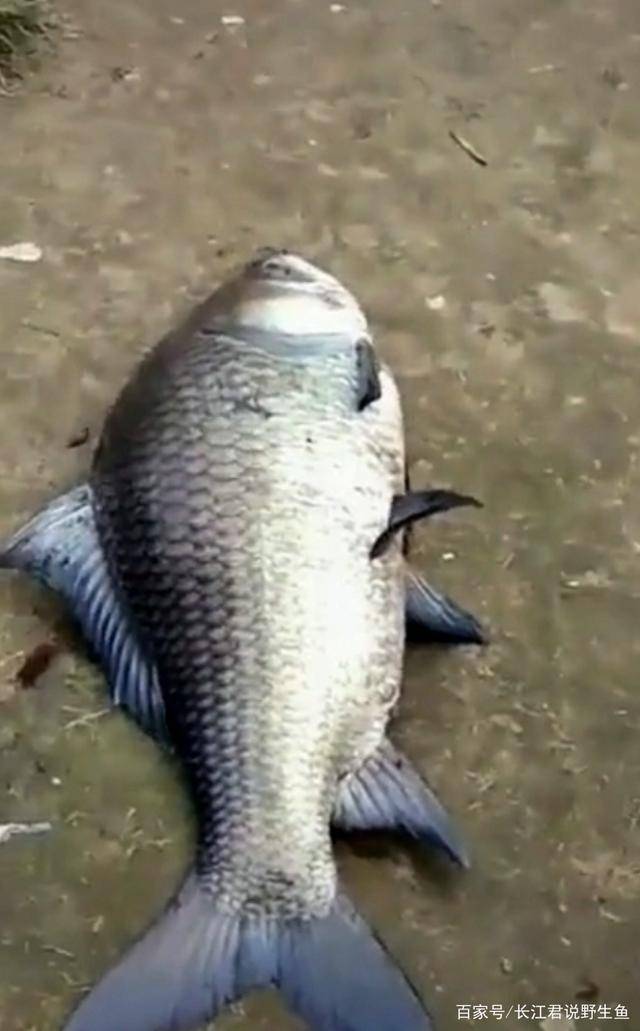 印度河道的鲫鱼能长到一米多长网友赶紧引入养殖