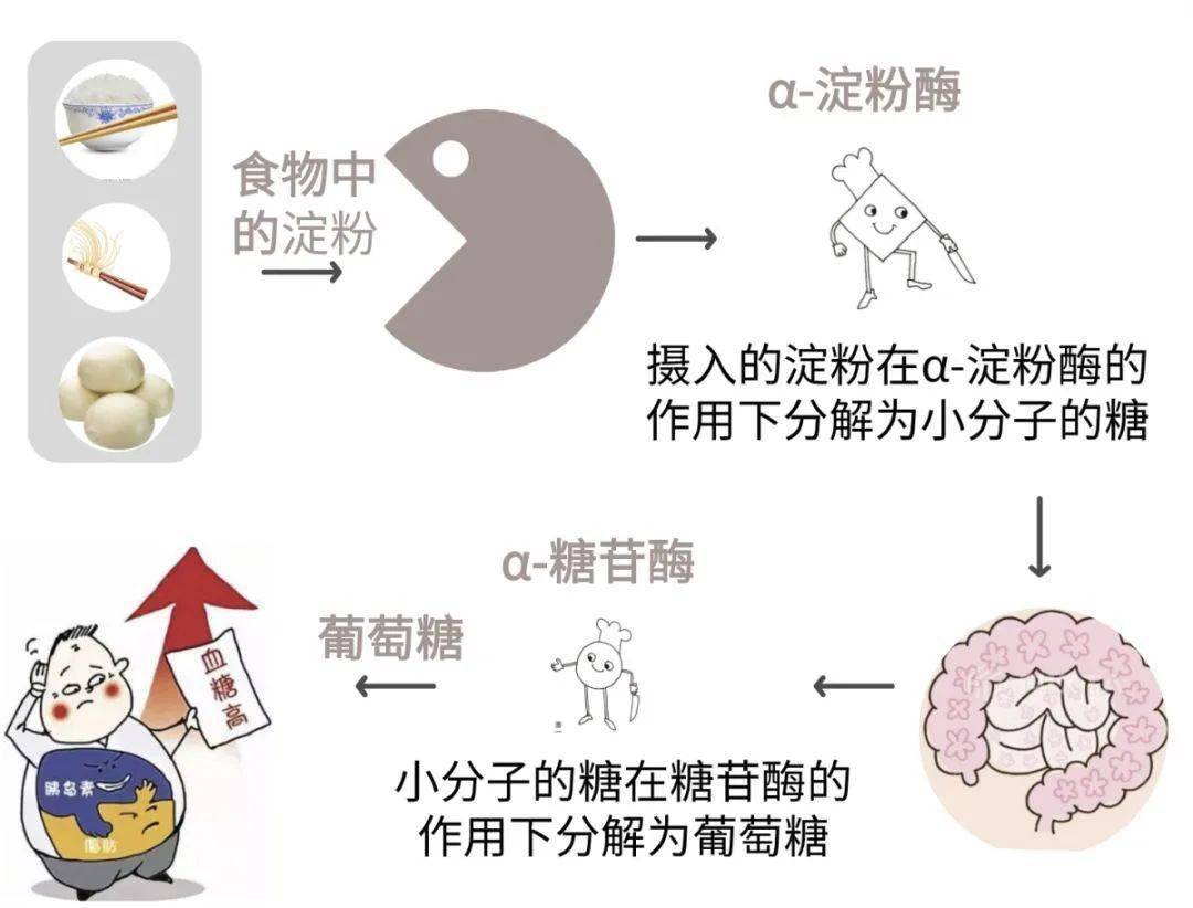 五,α-糖苷酶抑制剂