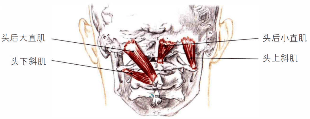 后枕部肌肉解剖图片