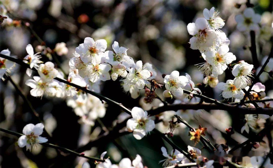第十九届广东从化流溪梅花节开幕啦!最佳观赏期在……_图片