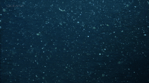 主播说海况 | 什么?海里也会下雪?_海洋