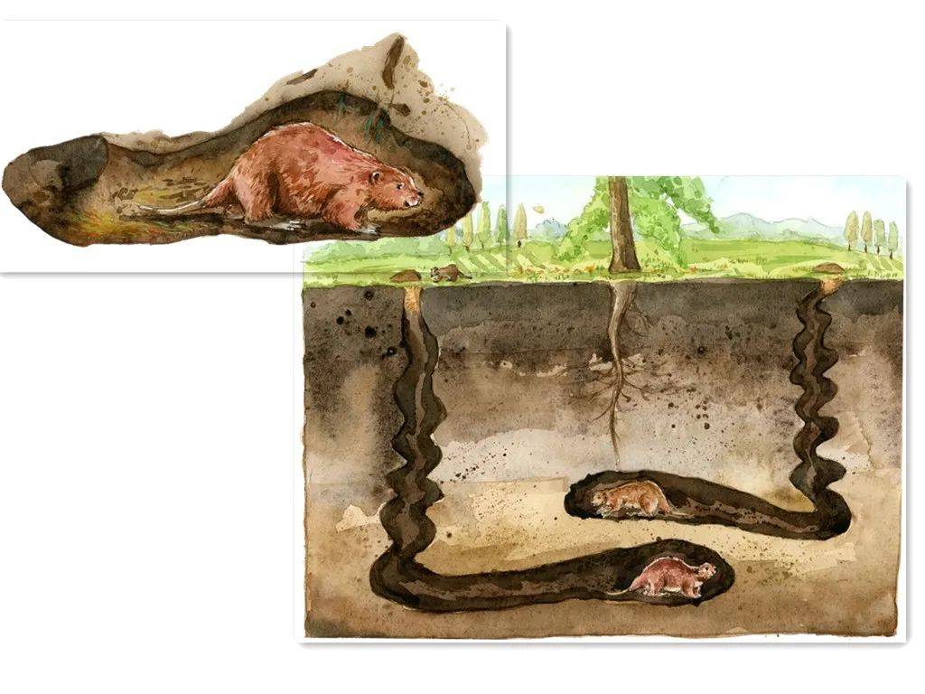 自带空调房坐拥大豪宅古河狸是怎么做到的