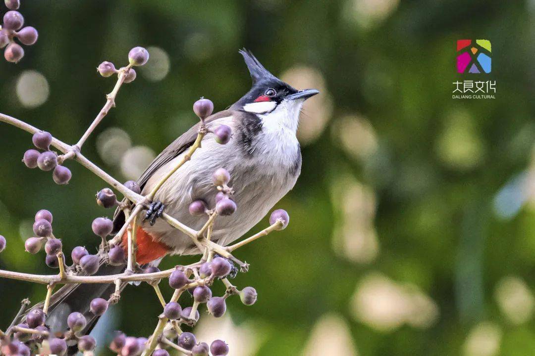 黑头公红屎忽你听懂了吗广东人都明