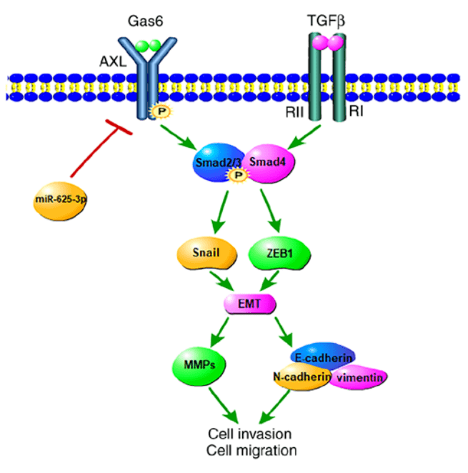 图4 mir625-3p/axl轴激活tgf-β/smad通路及emt导致egfr-tkis耐药03.