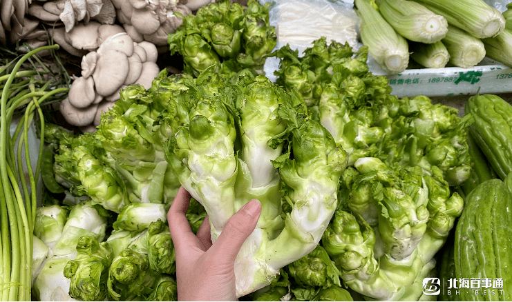 北海蔬菜"身价"上涨,这种菜卖到10元/斤!_手机搜狐网