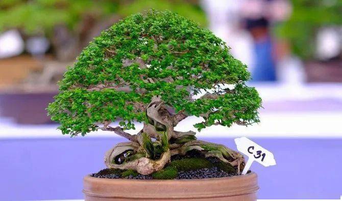 这些越南盆景, "一盆胜比一林春",个个造型精美如画