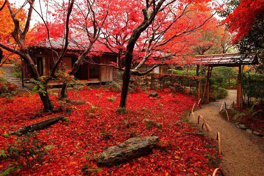 旧来红叶寺,堪忆玉京秋_日本