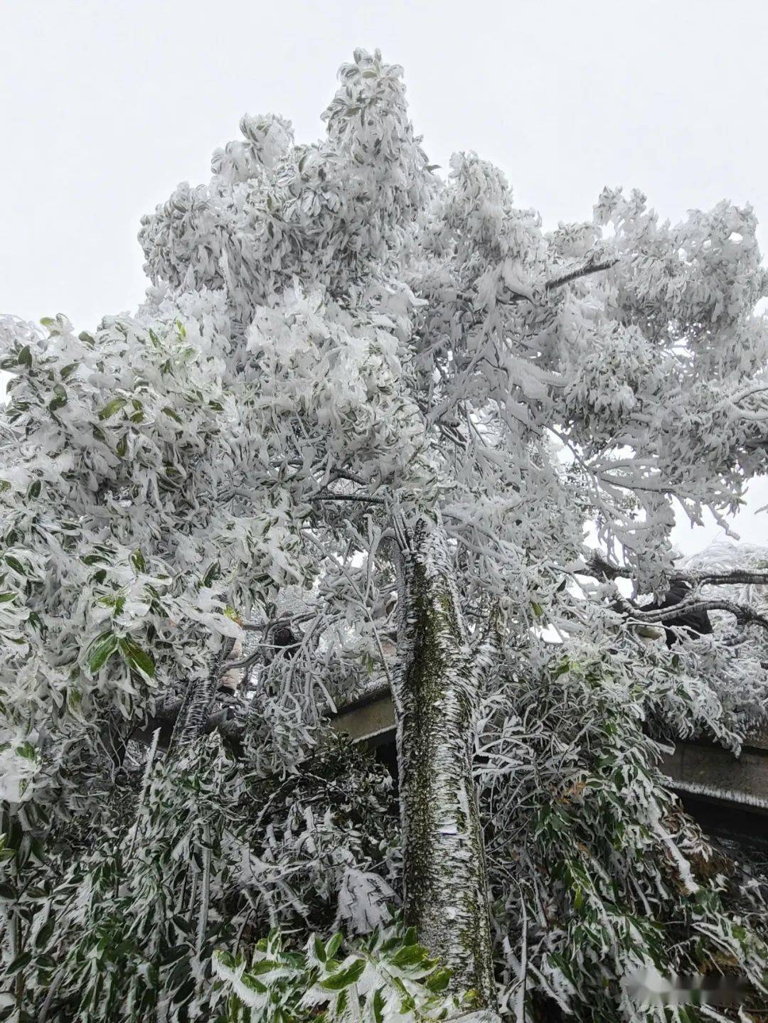 刷屏美爆东兰神仙山雾凇奇观摄影美不胜收