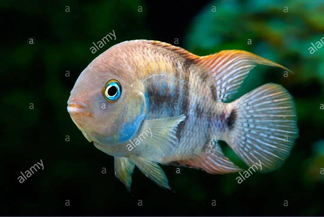 中南美洲慈鯛圖鑑合集centralsouthamericancichlid