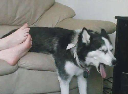 总喜欢闻臭脚臭袜腋臭是什么原因