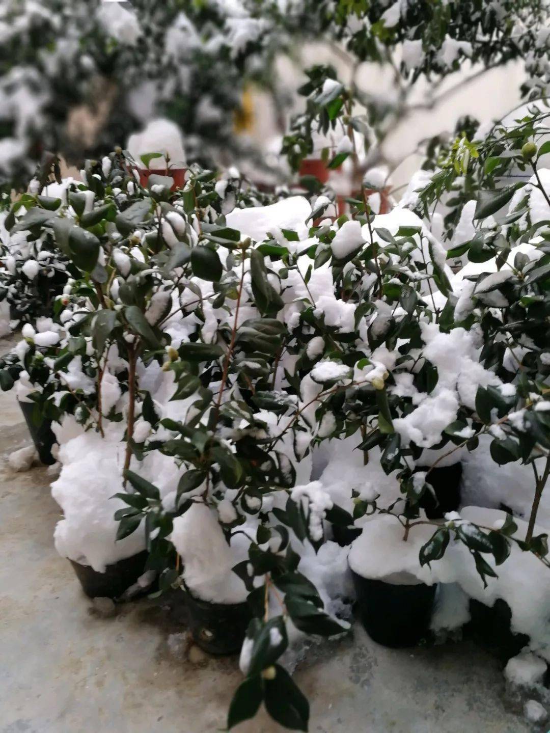 好看又好养这20种花不怕冷大冬天照样开花南北方都能养