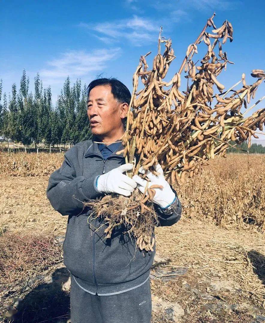然而百度搜索张大跃, "张豆1号"与"绿丰1号"创始人,我国"杂交大豆之父