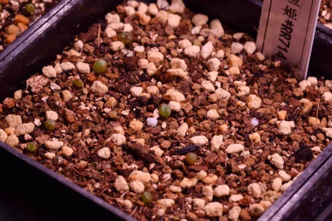 紫勋,生石花里面的巨人,种子大,发芽出来就比别人大一圈