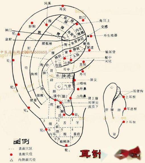 面相耳朵图解 结构图片