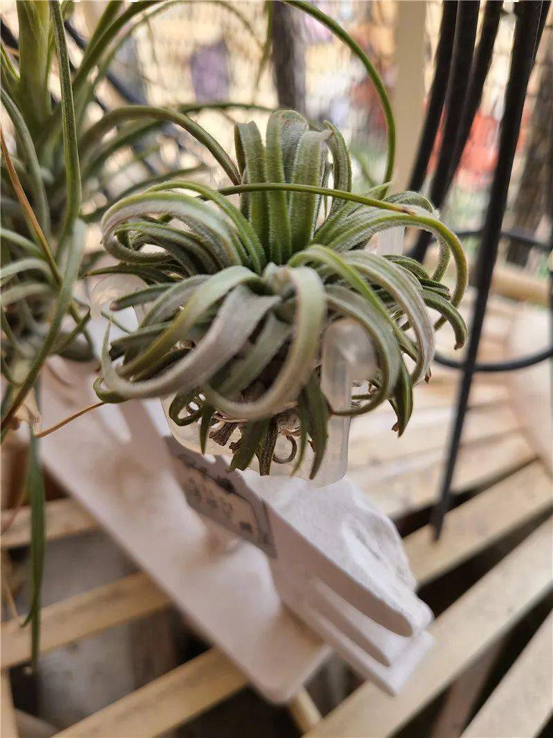 三色铁兰(多头群生) 108