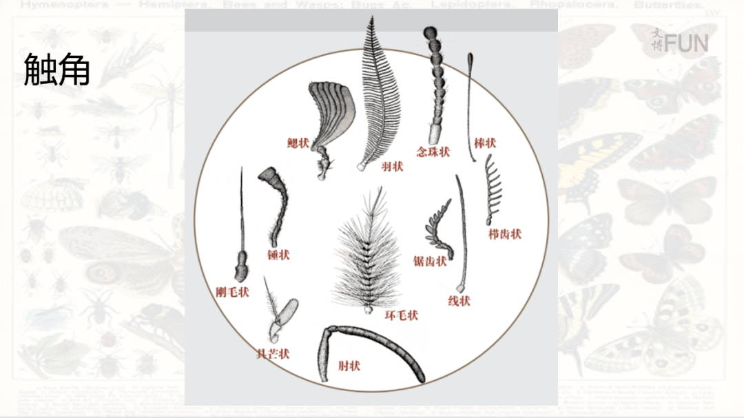 文博fun第36期回顾穿花点水飞走进繁盛的昆虫世界