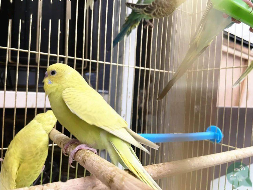 市场:乐水花卉地址:华兰大道与新一街交叉口金源批发城汽车