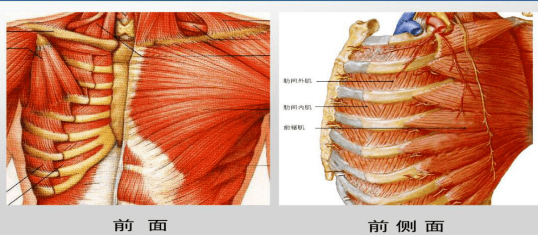 徐醫附院麻醉科 | 超聲引導下前鋸肌平面阻滯_神經