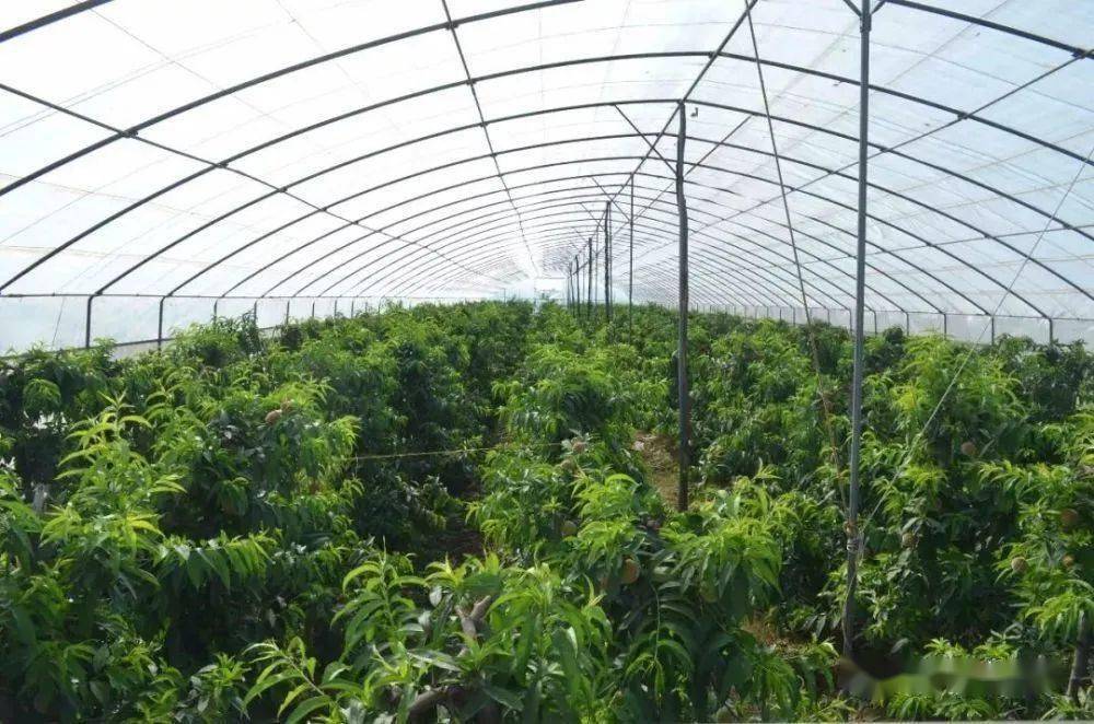 冬季大棚果树加强管理来年好收成