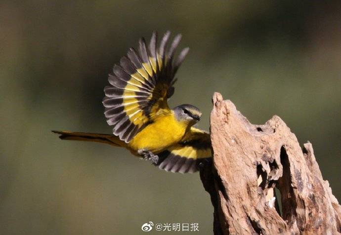 冬季到昆明黄龙箐打鸟