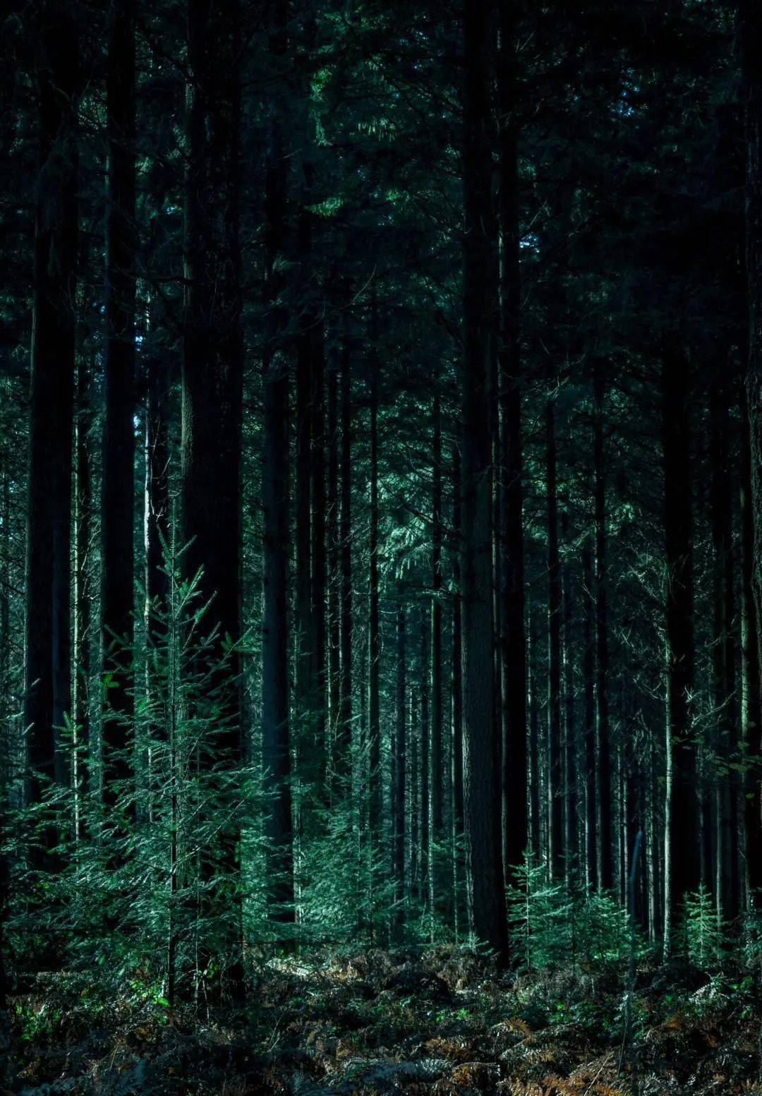 物色墨绿静谧森林