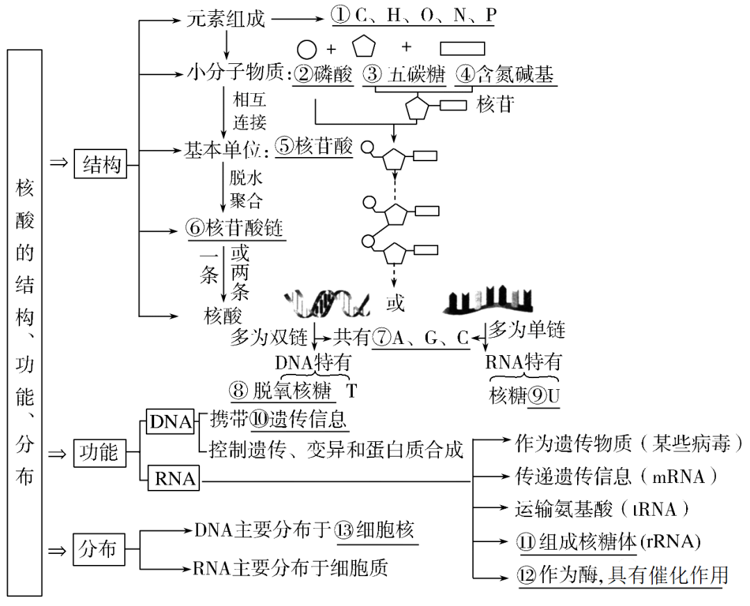 高考生物一輪複習分子與細胞思維導圖專題彙總彙總