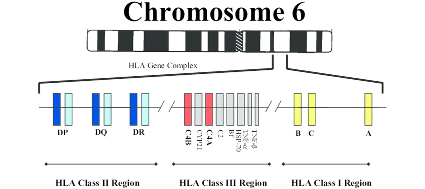 染色体▉ mhc i类分子介导的抗原提呈过程mhc i类分子主要介导内源性