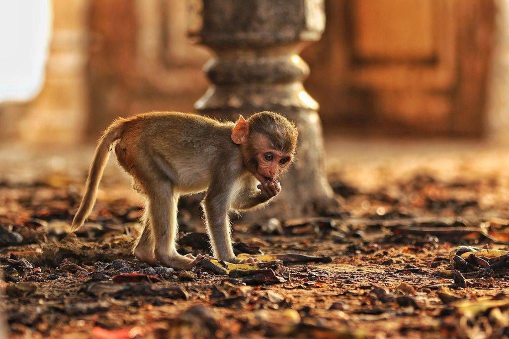 印度拉贾斯坦邦猴子在冬日里嬉戏