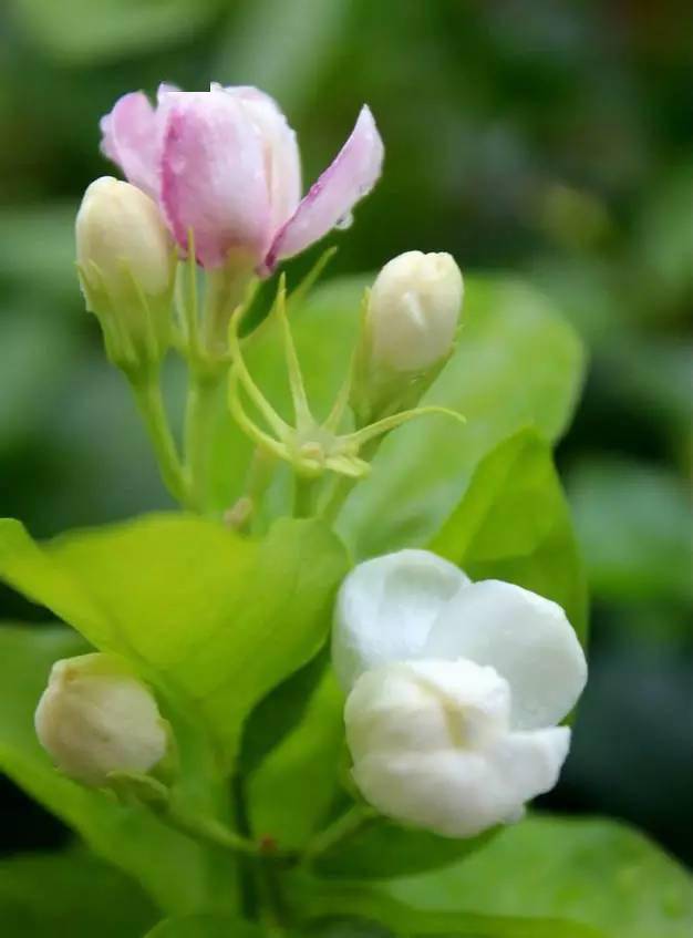 美丽,大方,纯洁,高雅,这就是茉莉花!