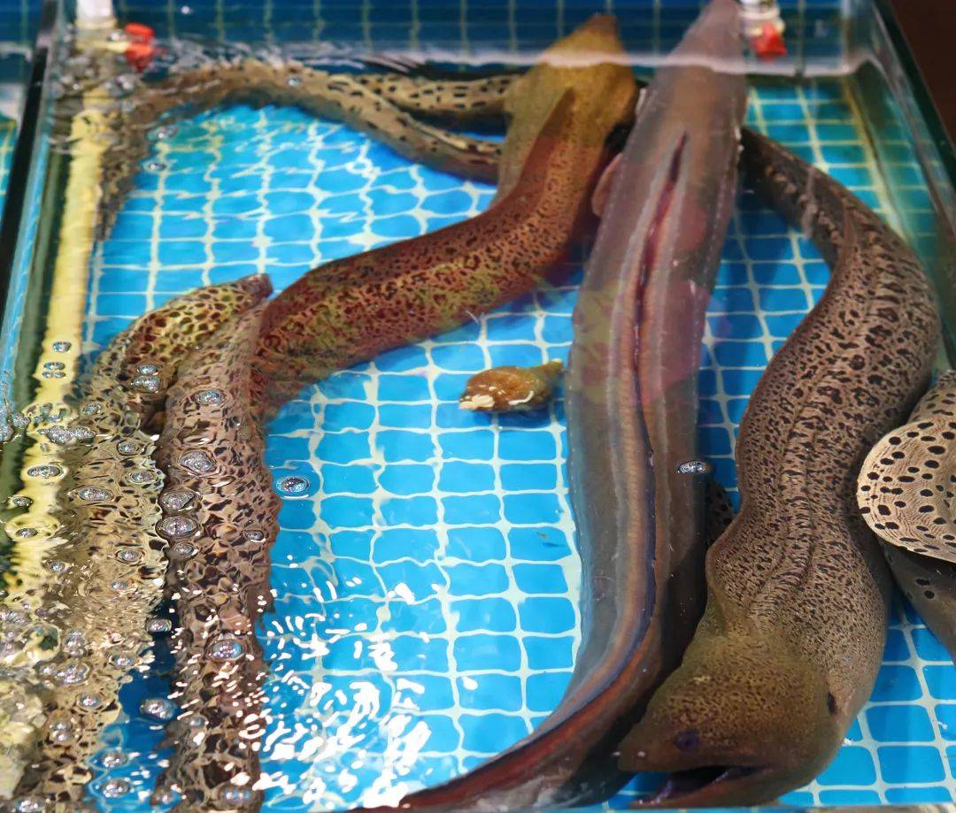 空降厦门的知名餐厅主厨如何打造一桌创意料理